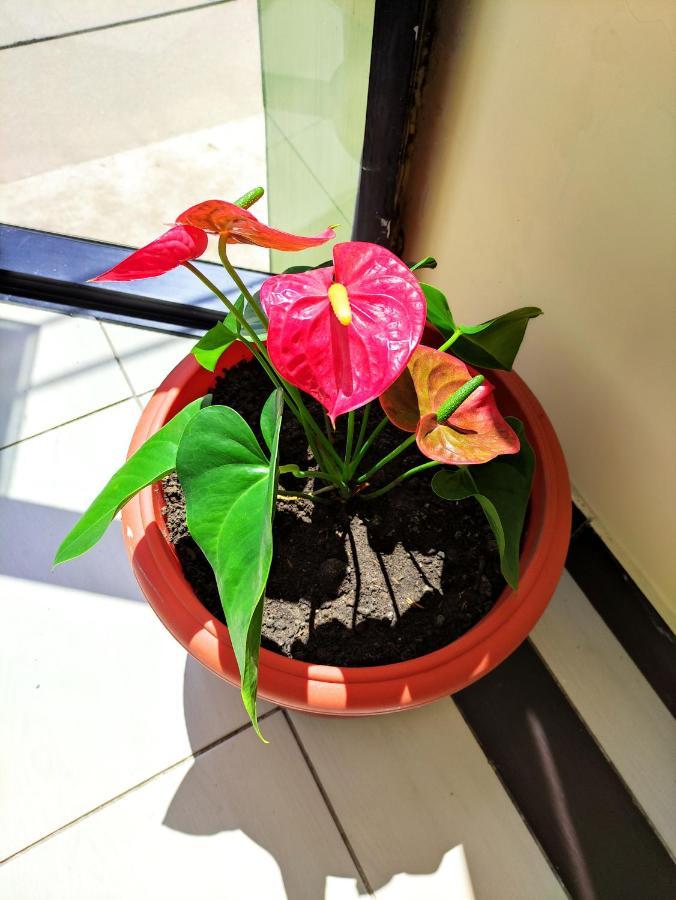Hotel Tambopata Inn Puerto Maldonado Eksteriør bilde